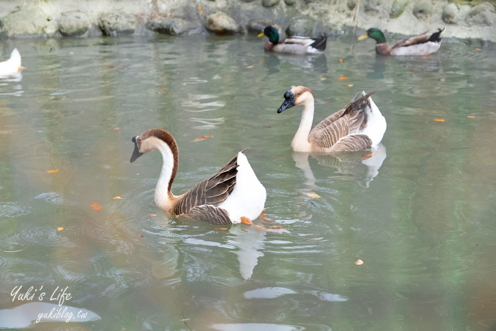 台南景點【仙湖休閒農場】親子一日遊～無邊際泳池、小動物、約會、草皮景觀餐廳、住宿 - yuki.tw