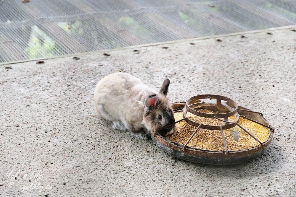 台南景點【仙湖休閒農場】親子一日遊～無邊際泳池、小動物、約會、草皮景觀餐廳、住宿 - yuki.tw