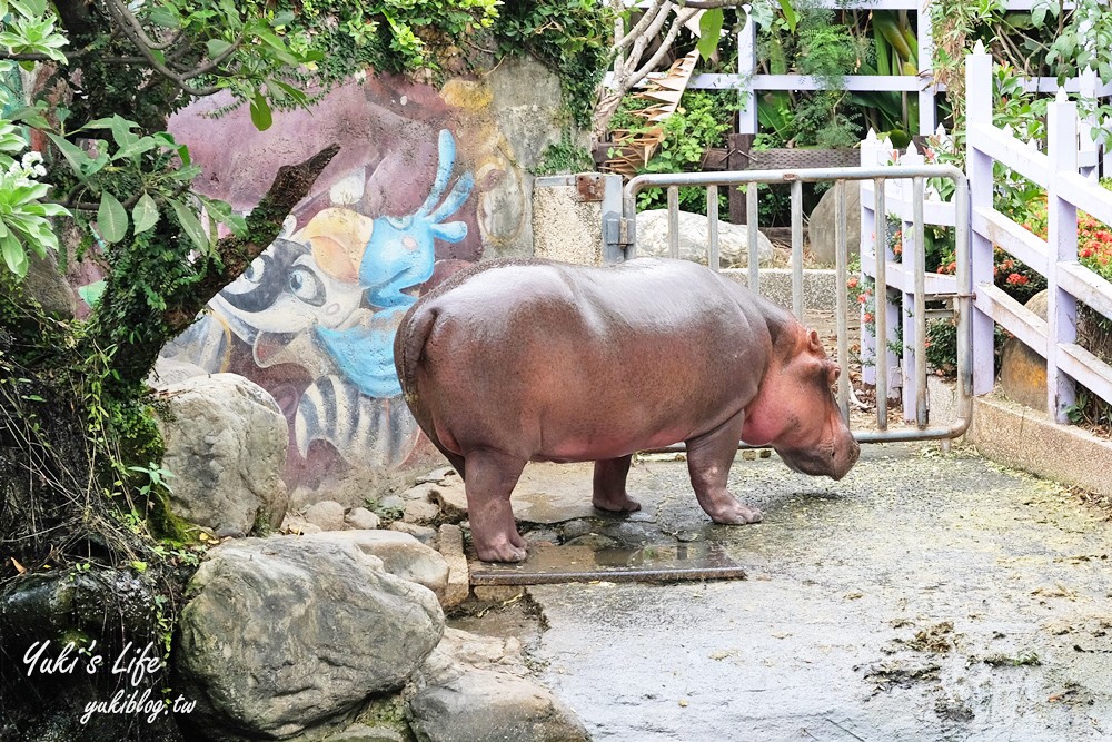 高雄景點【淨園農場】升級親子設施好玩一整天!小動物、看飛機、聚餐下午茶好去處 - yuki.tw