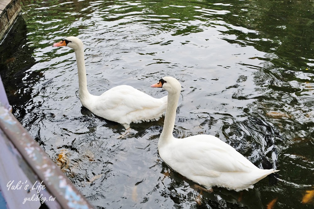 高雄景點【淨園農場】升級親子設施好玩一整天!小動物、看飛機、聚餐下午茶好去處 - yuki.tw