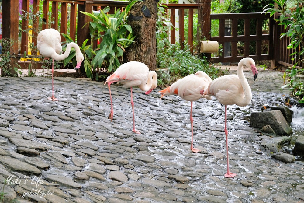 高雄景點【淨園農場】升級親子設施好玩一整天!小動物、看飛機、聚餐下午茶好去處 - yuki.tw