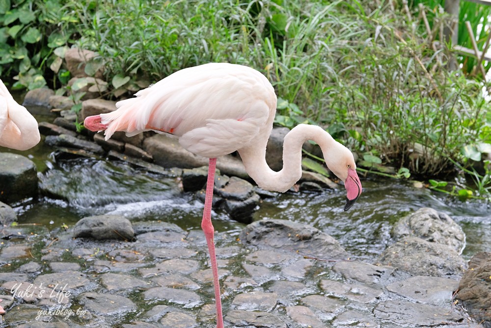 高雄景點【淨園農場】升級親子設施好玩一整天!小動物、看飛機、聚餐下午茶好去處 - yuki.tw