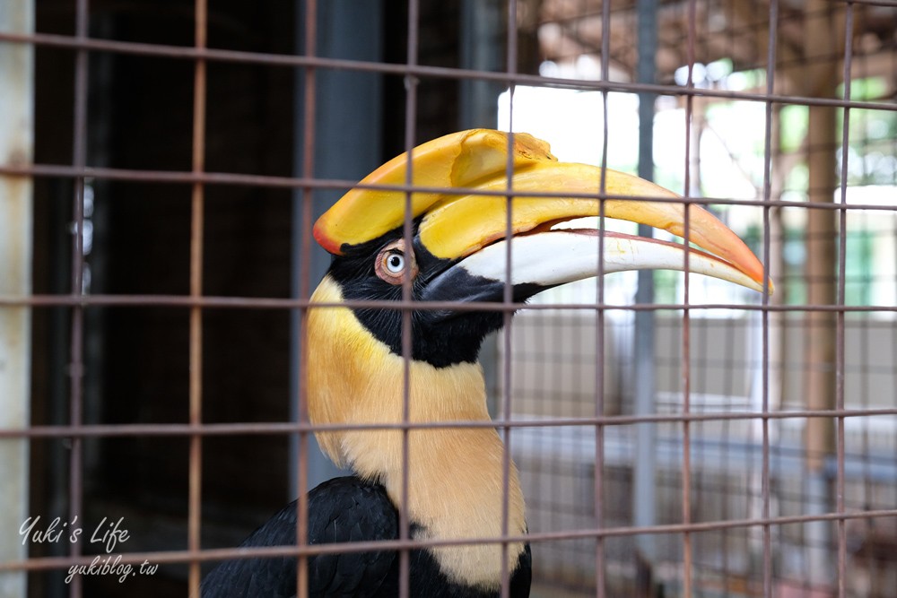 高雄景點【淨園農場】升級親子設施好玩一整天!小動物、看飛機、聚餐下午茶好去處 - yuki.tw