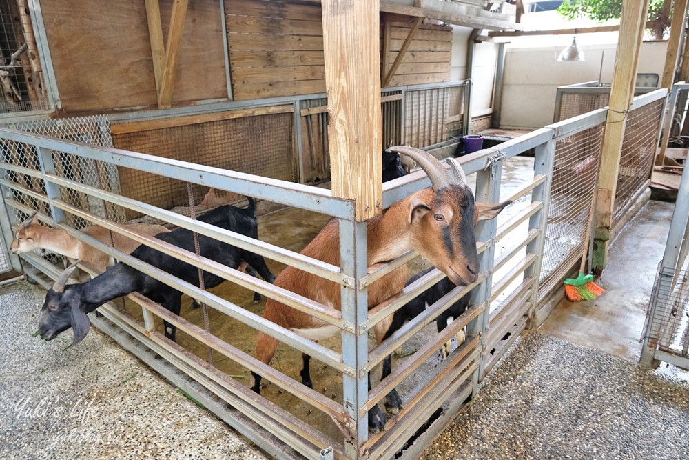 高雄景點【淨園農場】升級親子設施好玩一整天!小動物、看飛機、聚餐下午茶好去處 - yuki.tw