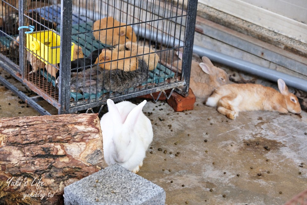 高雄景點【淨園農場】升級親子設施好玩一整天!小動物、看飛機、聚餐下午茶好去處 - yuki.tw