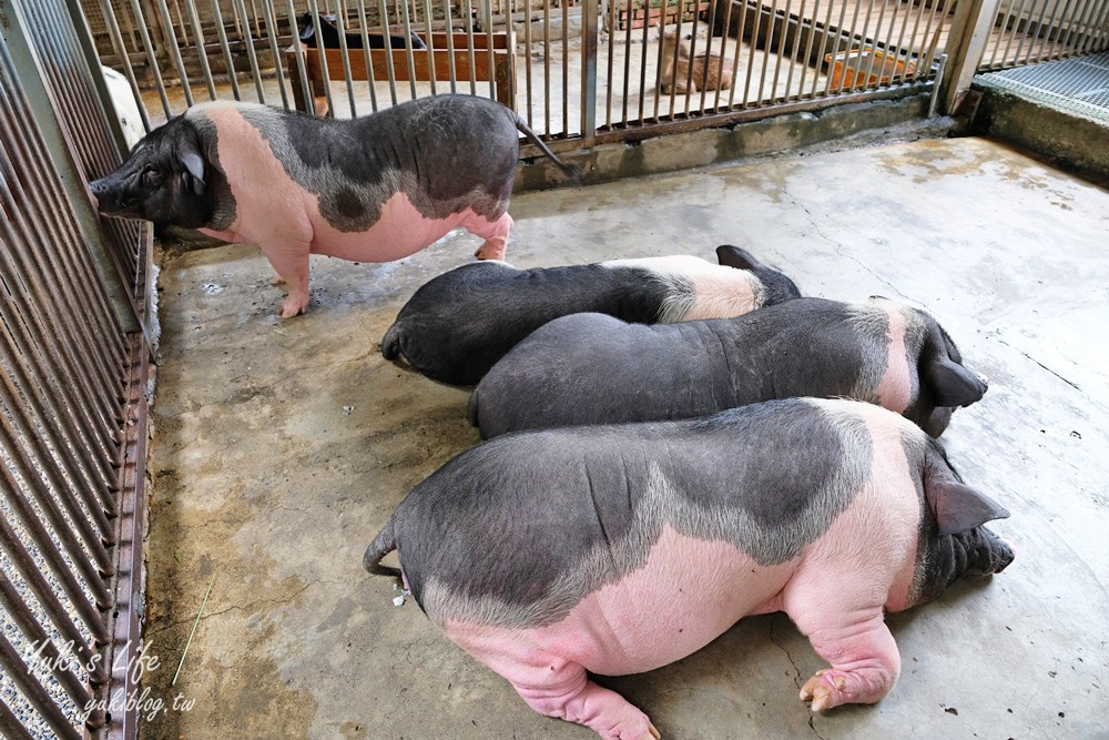 高雄景點【淨園農場】升級親子設施好玩一整天!小動物、看飛機、聚餐下午茶好去處 - yuki.tw