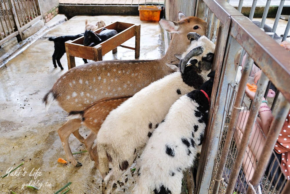 高雄景點【淨園農場】升級親子設施好玩一整天!小動物、看飛機、聚餐下午茶好去處 - yuki.tw