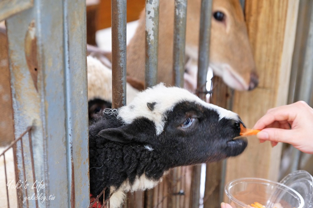 高雄景點【淨園農場】升級親子設施好玩一整天!小動物、看飛機、聚餐下午茶好去處 - yuki.tw