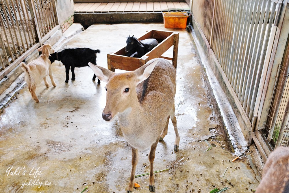 高雄景點【淨園農場】升級親子設施好玩一整天!小動物、看飛機、聚餐下午茶好去處 - yuki.tw