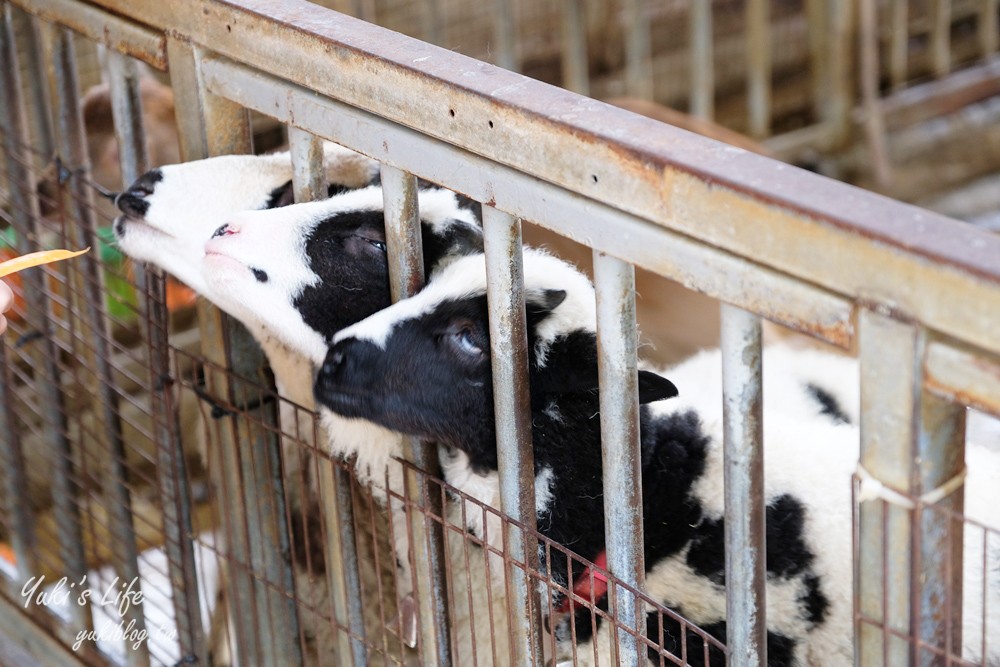 高雄景點【淨園農場】升級親子設施好玩一整天!小動物、看飛機、聚餐下午茶好去處 - yuki.tw