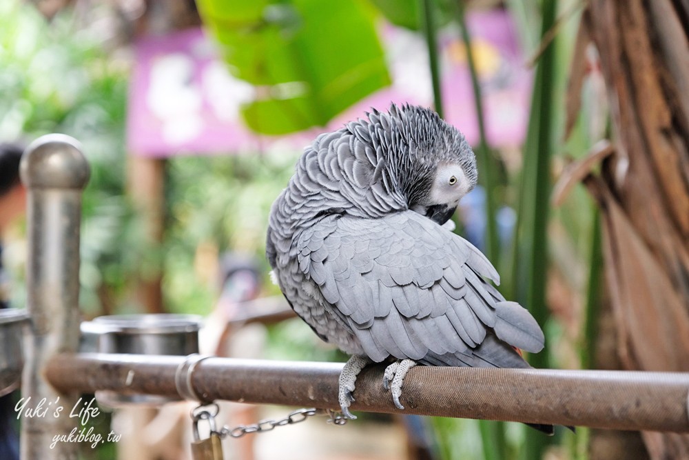 高雄景點【淨園農場】升級親子設施好玩一整天!小動物、看飛機、聚餐下午茶好去處 - yuki.tw