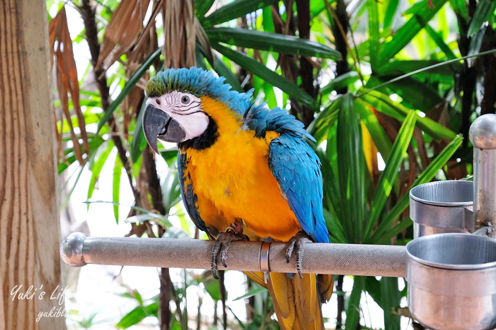 高雄景點【淨園農場】升級親子設施好玩一整天!小動物、看飛機、聚餐下午茶好去處 - yuki.tw