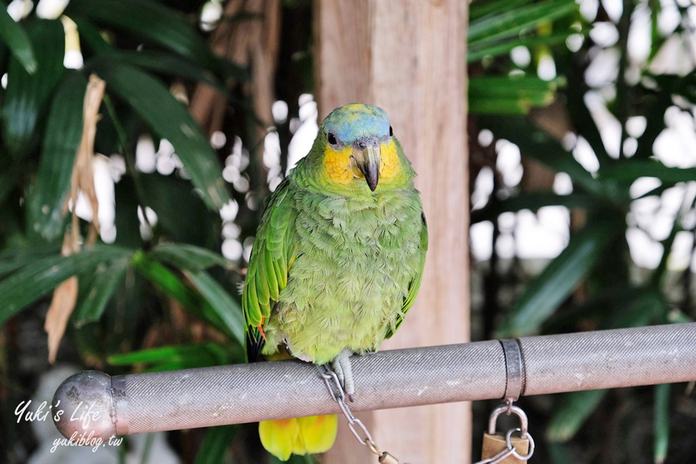 高雄景點【淨園農場】升級親子設施好玩一整天!小動物、看飛機、聚餐下午茶好去處 - yuki.tw