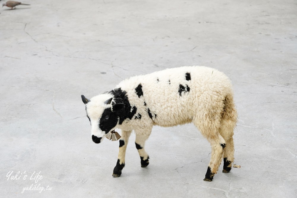 高雄景點【淨園農場】升級親子設施好玩一整天!小動物、看飛機、聚餐下午茶好去處 - yuki.tw