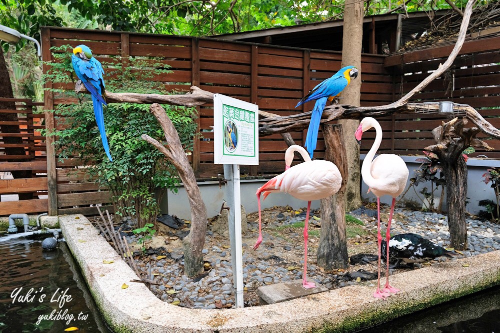 高雄景點【淨園農場】升級親子設施好玩一整天!小動物、看飛機、聚餐下午茶好去處 - yuki.tw