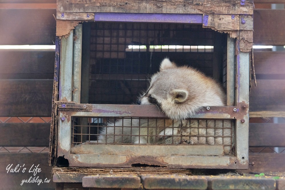 高雄景點【淨園農場】升級親子設施好玩一整天!小動物、看飛機、聚餐下午茶好去處 - yuki.tw