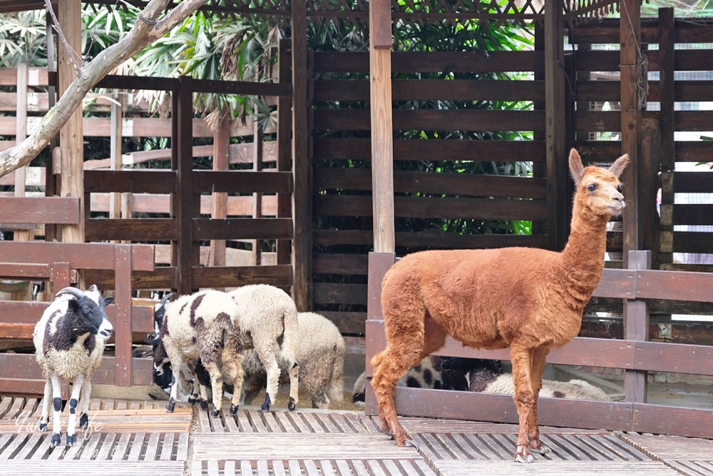 高雄景點【淨園農場】升級親子設施好玩一整天!小動物、看飛機、聚餐下午茶好去處 - yuki.tw