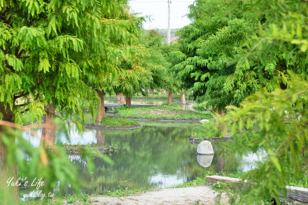 台中泰安落羽松祕境┃泰安國小落羽松~最新場景大公開、門票、交通 - yuki.tw