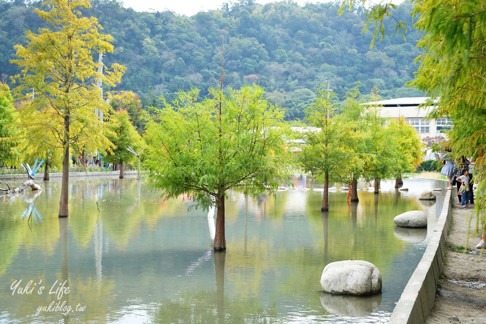 台中泰安落羽松祕境┃泰安國小落羽松~最新場景大公開、門票、交通 - yuki.tw