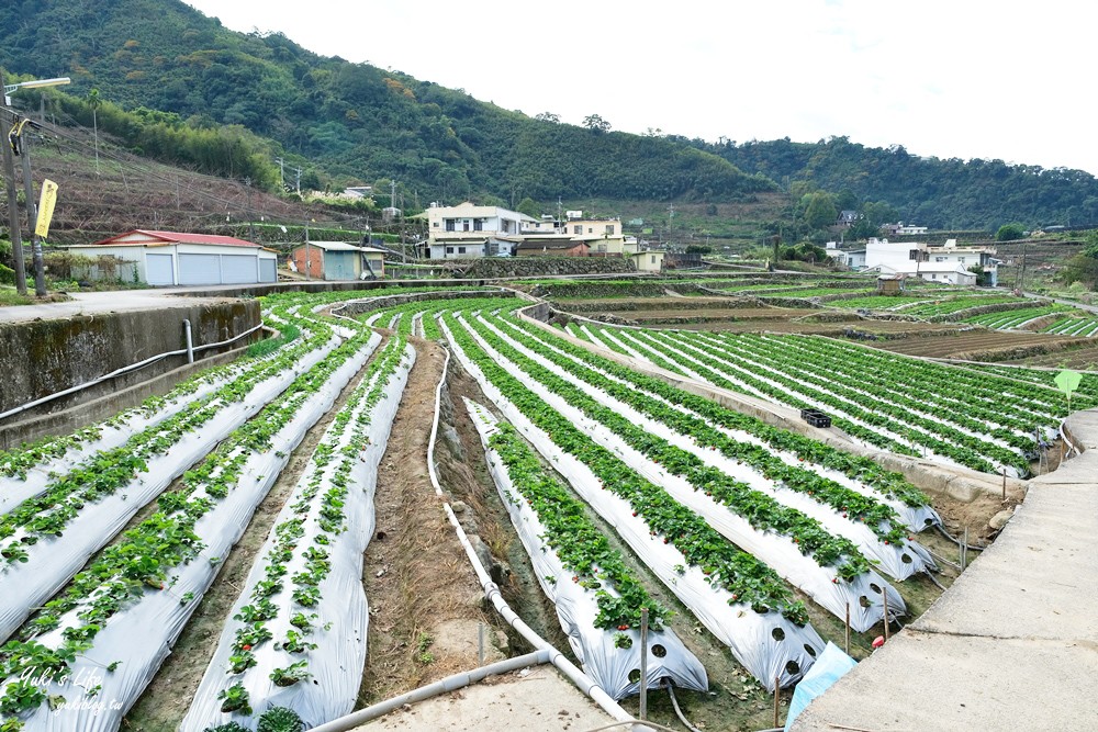 大湖草莓園推薦「莓李帽」苗栗馬拉邦山梯田式草莓園也太美！草莓餐療癒你的心 - yuki.tw