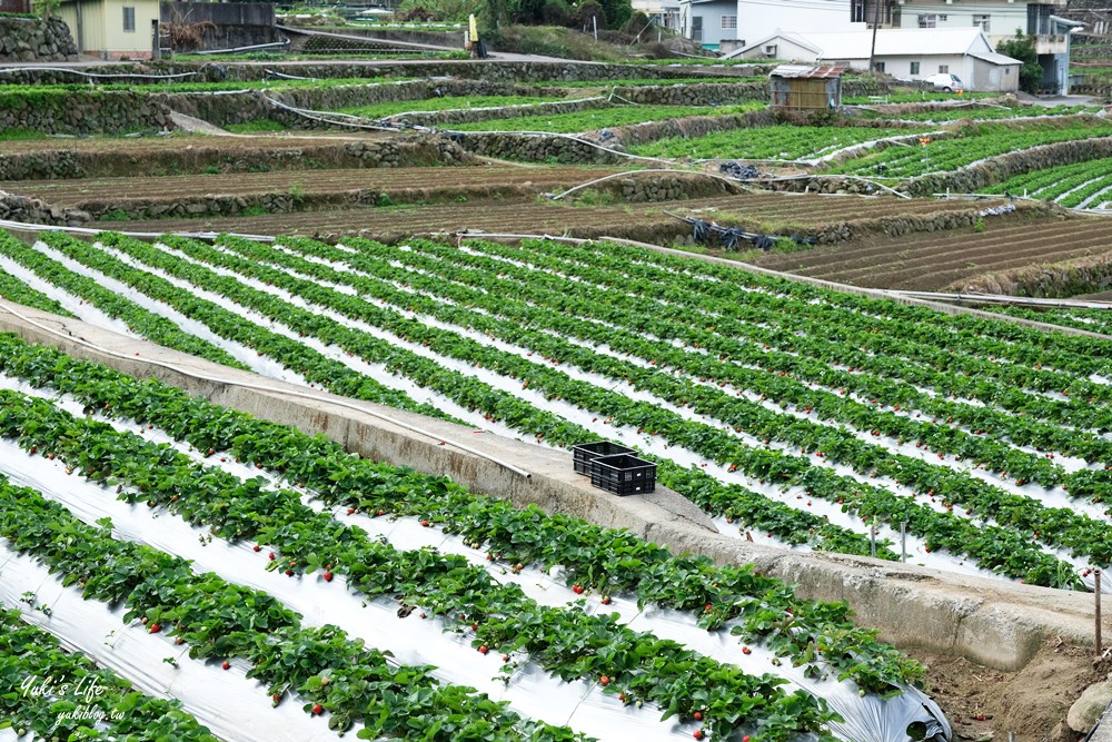 大湖草莓園推薦「莓李帽」苗栗馬拉邦山梯田式草莓園也太美！草莓餐療癒你的心 - yuki.tw