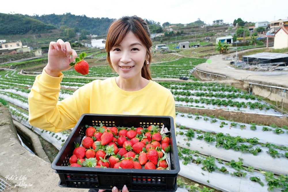 大湖草莓園推薦「莓李帽」苗栗馬拉邦山梯田式草莓園也太美！草莓餐療癒你的心 - yuki.tw