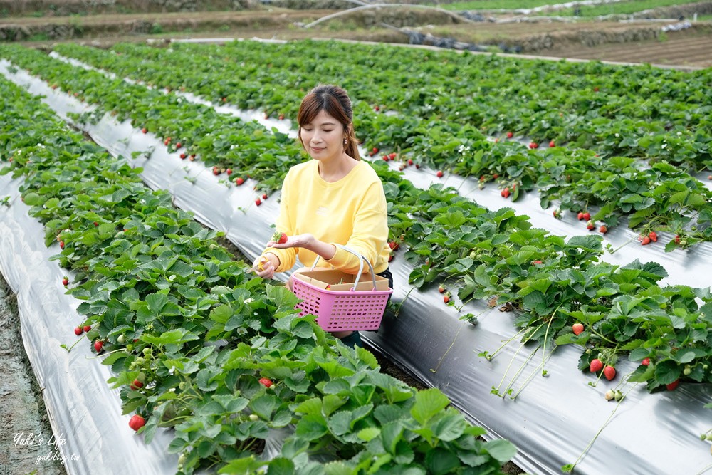 大湖草莓園推薦「莓李帽」苗栗馬拉邦山梯田式草莓園也太美！草莓餐療癒你的心 - yuki.tw