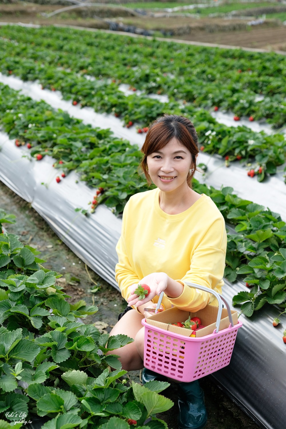 大湖草莓園推薦「莓李帽」苗栗馬拉邦山梯田式草莓園也太美！草莓餐療癒你的心 - yuki.tw