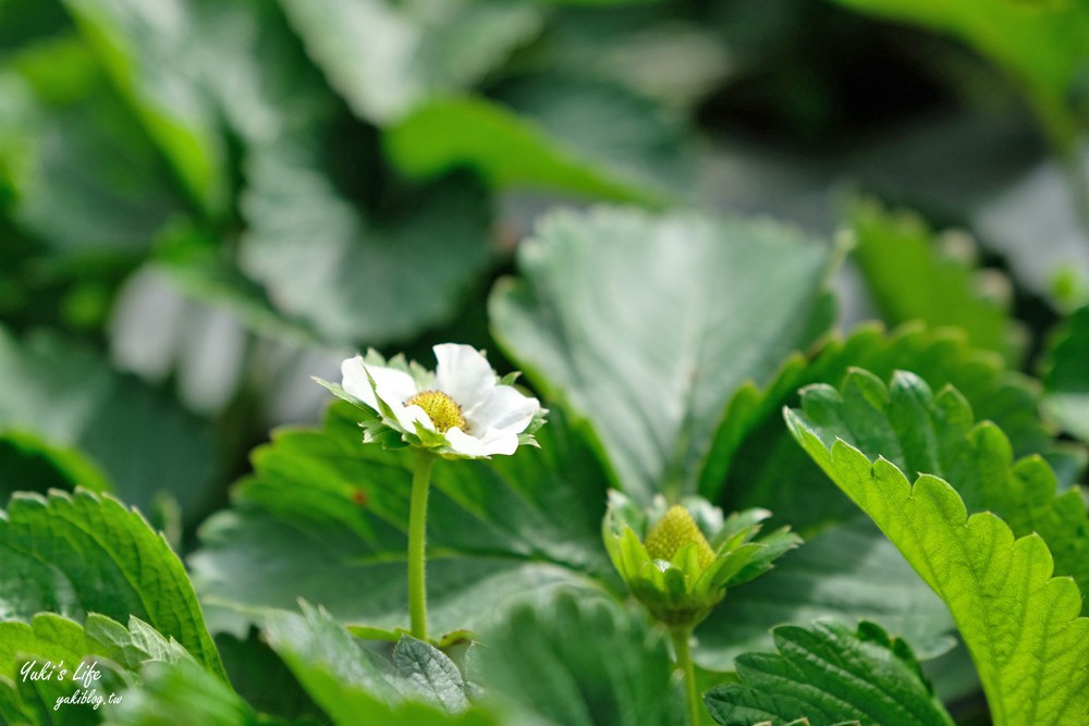 大湖草莓園推薦「莓李帽」苗栗馬拉邦山梯田式草莓園也太美！草莓餐療癒你的心 - yuki.tw