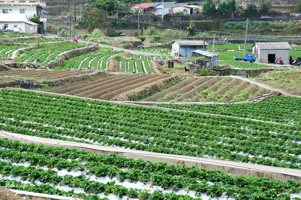 大湖草莓園推薦「莓李帽」苗栗馬拉邦山梯田式草莓園也太美！草莓餐療癒你的心 - yuki.tw