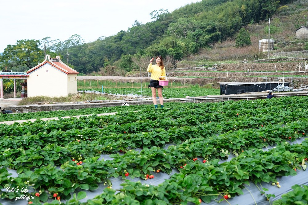 大湖草莓園推薦「莓李帽」苗栗馬拉邦山梯田式草莓園也太美！草莓餐療癒你的心 - yuki.tw