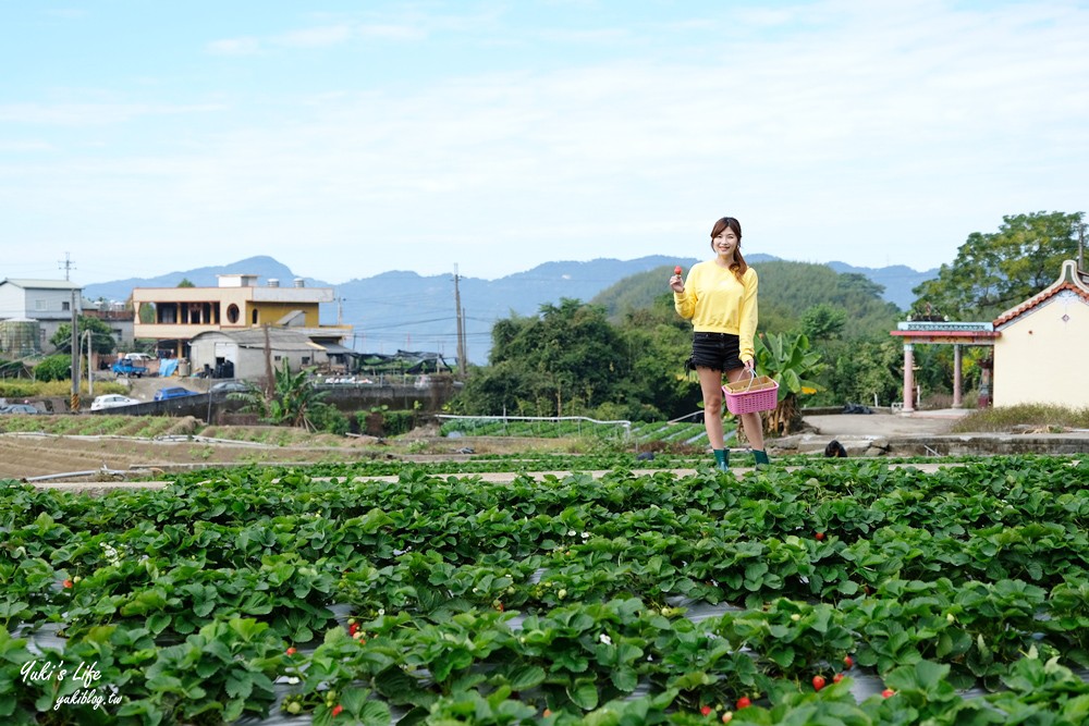 大湖草莓園推薦「莓李帽」苗栗馬拉邦山梯田式草莓園也太美！草莓餐療癒你的心 - yuki.tw