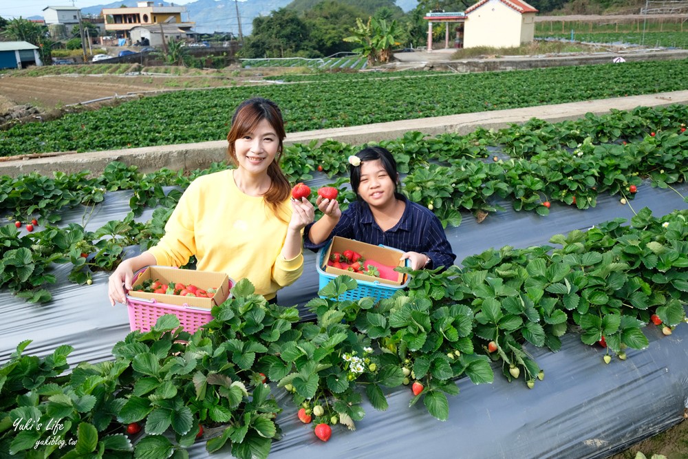 大湖草莓園推薦「莓李帽」苗栗馬拉邦山梯田式草莓園也太美！草莓餐療癒你的心 - yuki.tw