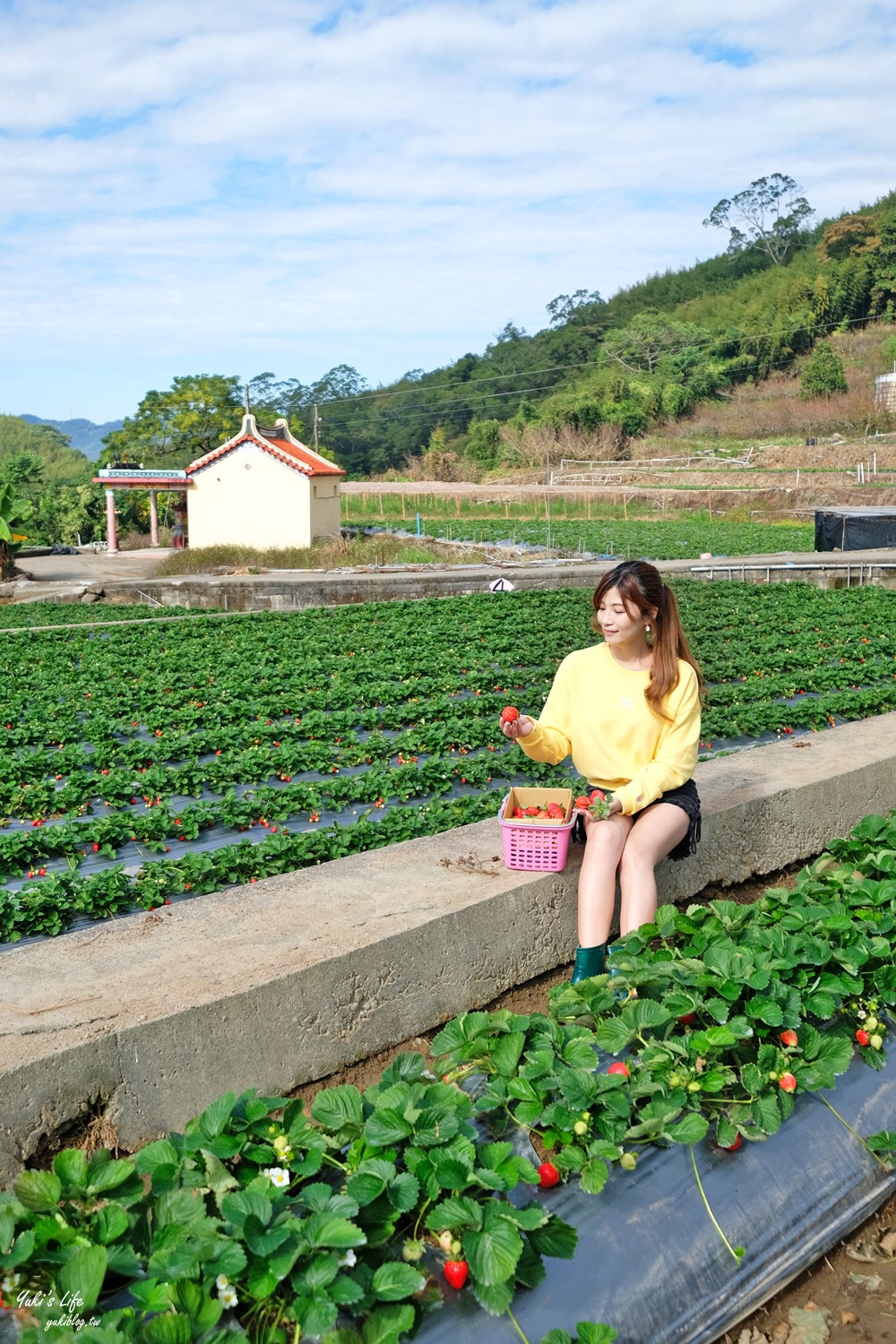 大湖草莓園推薦「莓李帽」苗栗馬拉邦山梯田式草莓園也太美！草莓餐療癒你的心 - yuki.tw