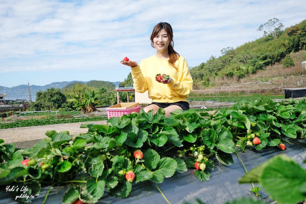 大湖草莓園推薦「莓李帽」苗栗馬拉邦山梯田式草莓園也太美！草莓餐療癒你的心 - yuki.tw