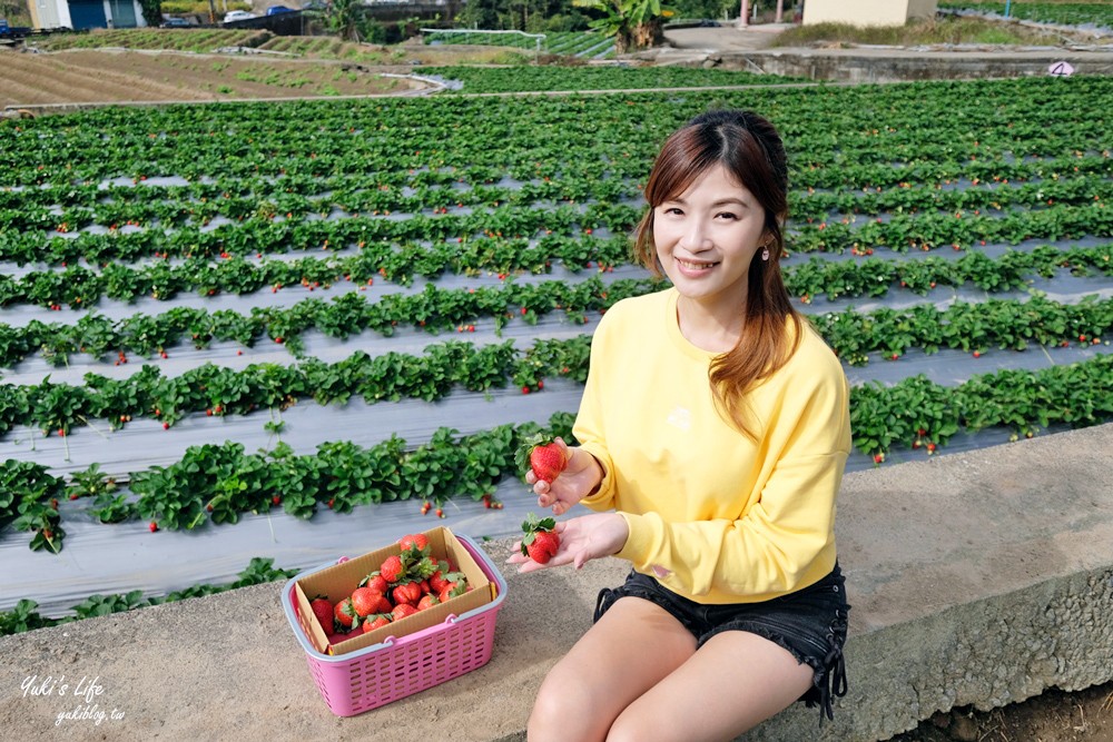 大湖草莓園推薦「莓李帽」苗栗馬拉邦山梯田式草莓園也太美！草莓餐療癒你的心 - yuki.tw