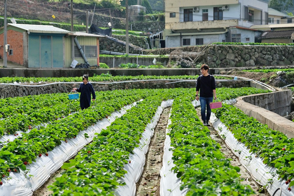 大湖草莓園推薦「莓李帽」苗栗馬拉邦山梯田式草莓園也太美！草莓餐療癒你的心 - yuki.tw