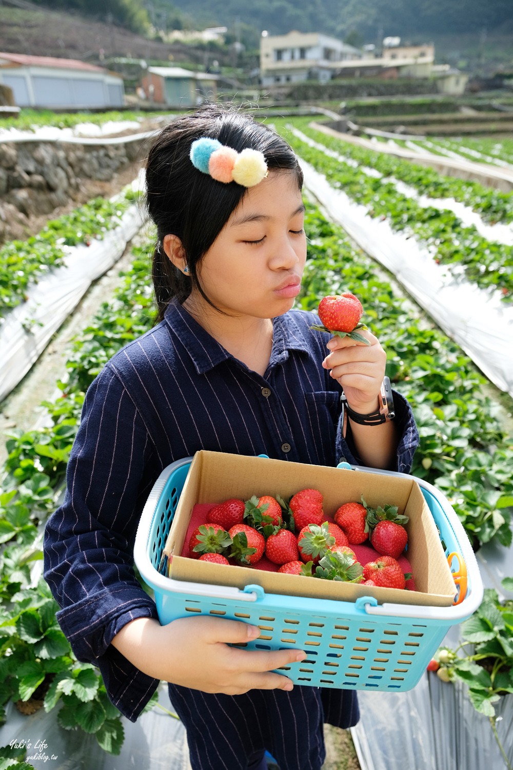 大湖草莓園推薦「莓李帽」苗栗馬拉邦山梯田式草莓園也太美！草莓餐療癒你的心 - yuki.tw