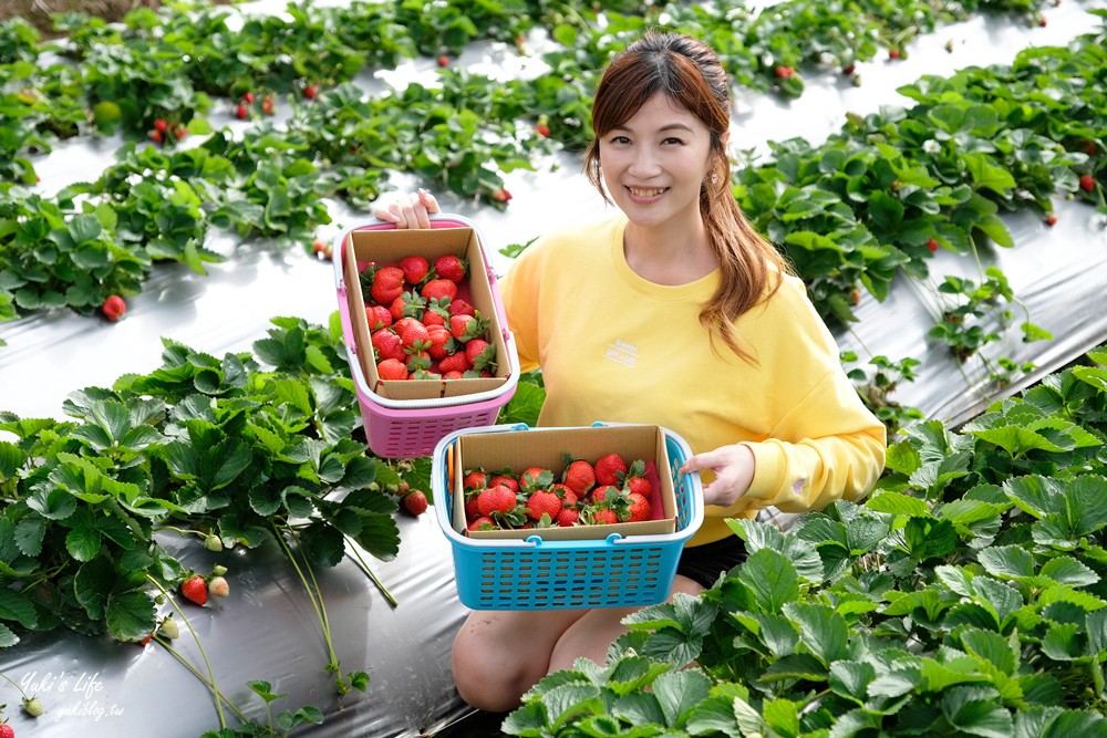 大湖草莓園推薦「莓李帽」苗栗馬拉邦山梯田式草莓園也太美！草莓餐療癒你的心 - yuki.tw