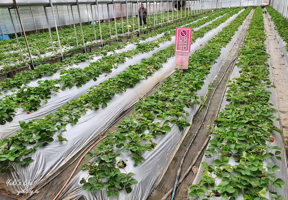 內湖莓圃休閒農園，紫色吊橋踏青舒壓~超美小花園愜意吃草莓pizza - yuki.tw