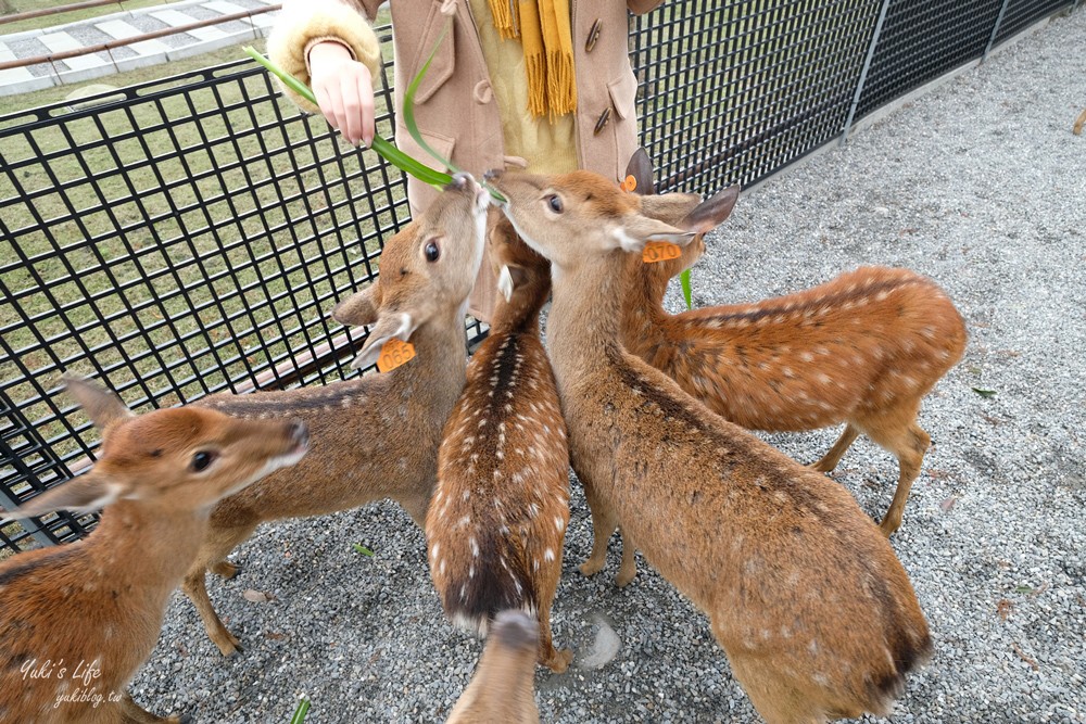 宜蘭親子景點【張美阿嬤農場】水豚君互動新登場!餵梅花鹿.三星蔥油餅宜蘭小吃都在這兒 - yuki.tw