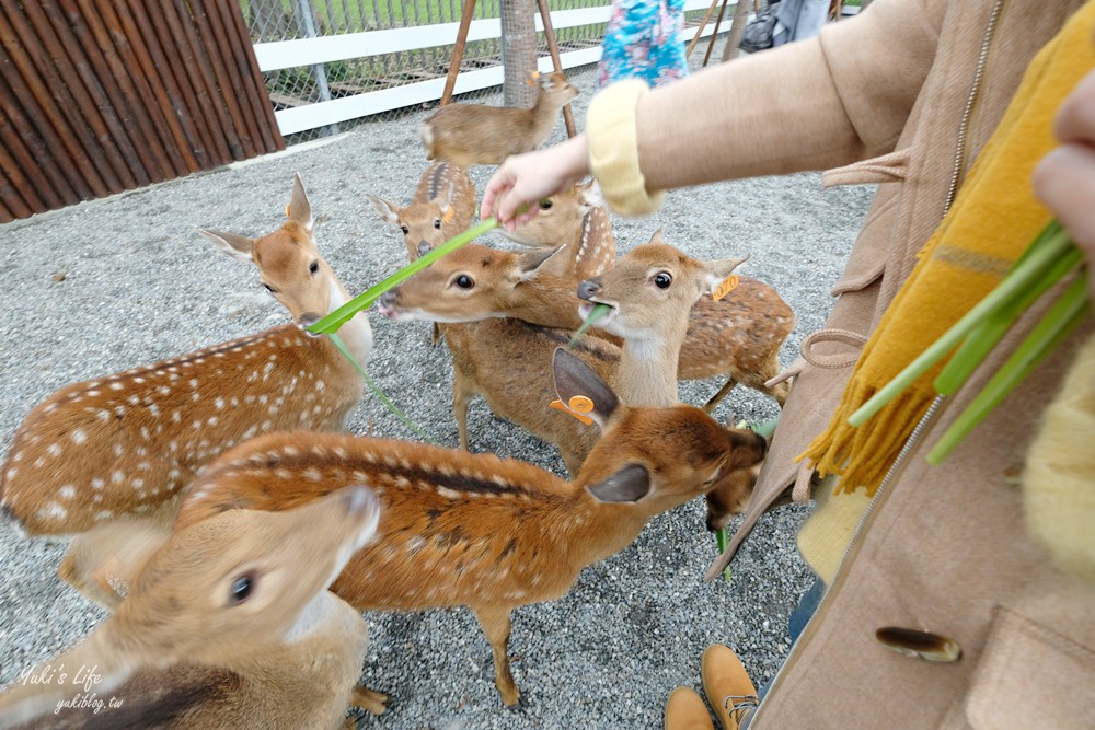 宜蘭親子景點【張美阿嬤農場】水豚君互動新登場!餵梅花鹿.三星蔥油餅宜蘭小吃都在這兒 - yuki.tw