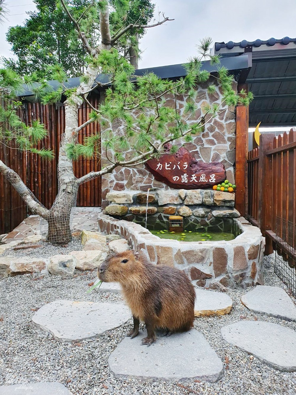 宜蘭親子景點【張美阿嬤農場】水豚君互動新登場!餵梅花鹿.三星蔥油餅宜蘭小吃都在這兒 - yuki.tw