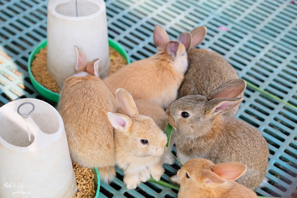 台南親子景點》八老爺車站乳牛的家~懷舊景點搭五分車、餵動物 - yuki.tw