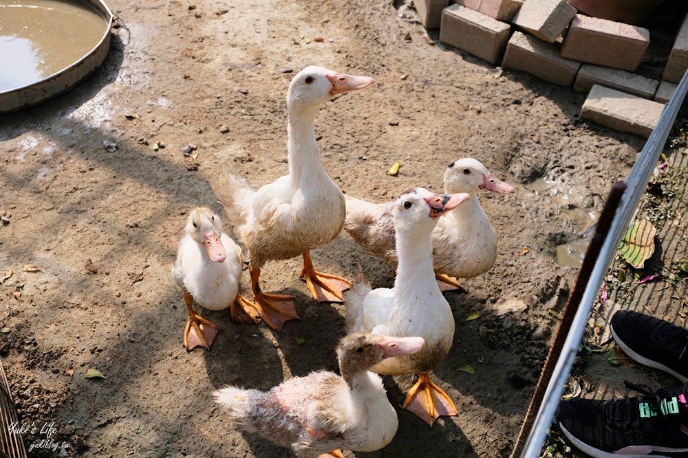 台南親子景點》八老爺車站乳牛的家~懷舊景點搭五分車、餵動物 - yuki.tw