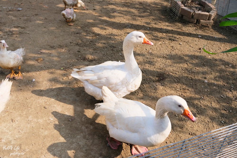 台南親子景點》八老爺車站乳牛的家~懷舊景點搭五分車、餵動物 - yuki.tw