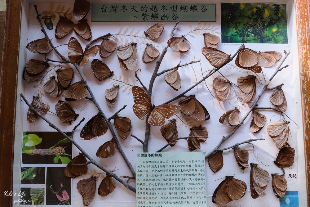 台南親子景點》八老爺車站乳牛的家~懷舊景點搭五分車、餵動物 - yuki.tw