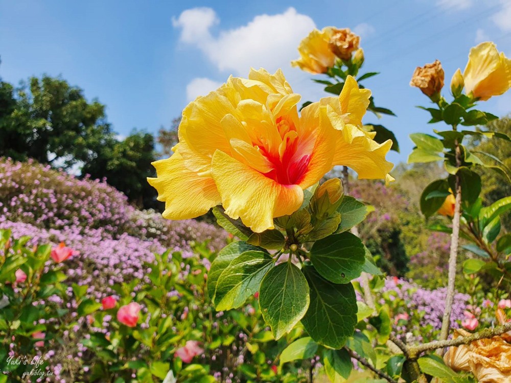 南投親子景點》雲窩朱槿花~超美花園夢幻美拍下午茶 - yuki.tw