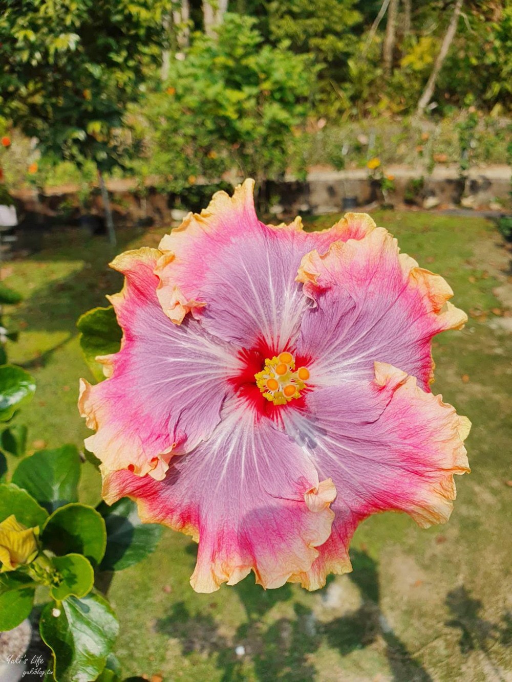 南投親子景點》雲窩朱槿花~超美花園夢幻美拍下午茶 - yuki.tw