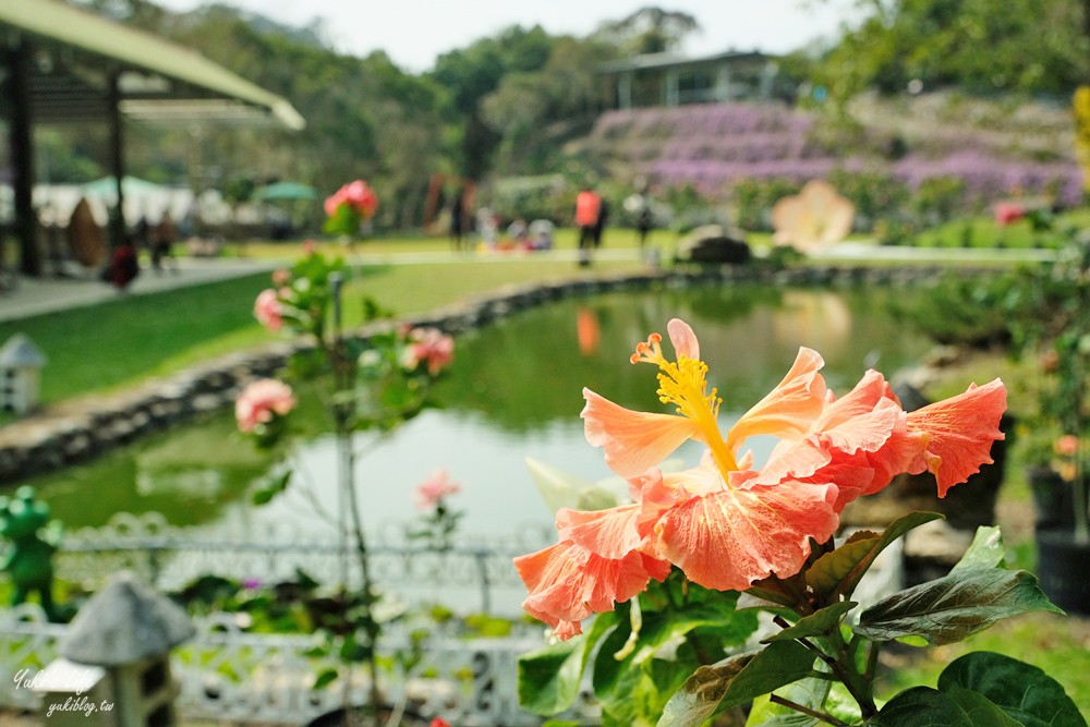 南投親子景點》雲窩朱槿花~超美花園夢幻美拍下午茶 - yuki.tw